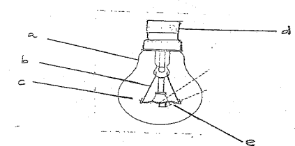Bulb - Natural Sciences Term 3 Grade 8