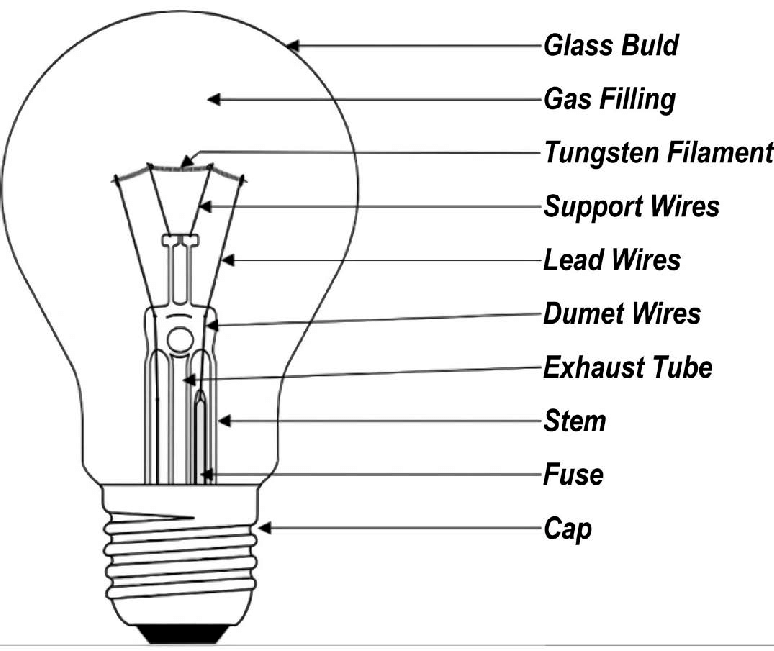 Labeled Bulb - Natural Sciences Term 3 Grade 8
